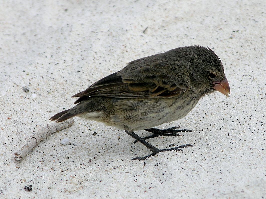 Galapagos 3-2-04 Espanola Gardner Bay Darwin Finch